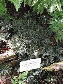 Selaginella erythropus httpsuploadwikimediaorgwikipediacommonsthu
