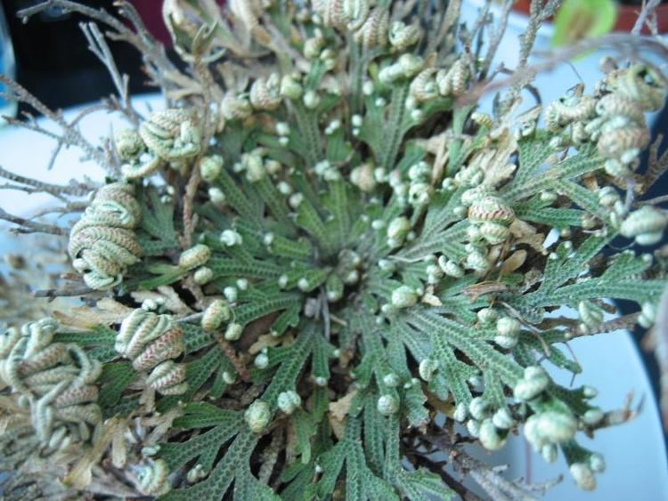 Selaginella lepidophylla httpsuploadwikimediaorgwikipediacommons00