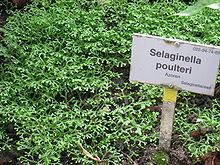 Selaginella poulteri httpsuploadwikimediaorgwikipediacommonsthu