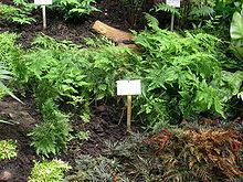 Selaginella pulcherrima httpsuploadwikimediaorgwikipediacommonsthu