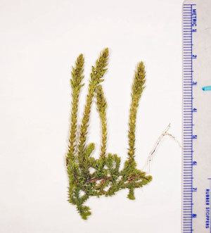 Selaginella selaginoides Maine Natural Areas Program Rare Plant Fact Sheet for Selaginella