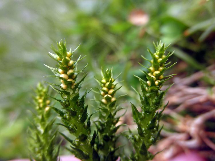 Selaginella selaginoides Selaginella selaginoides Selaginellaceae image 54438 at