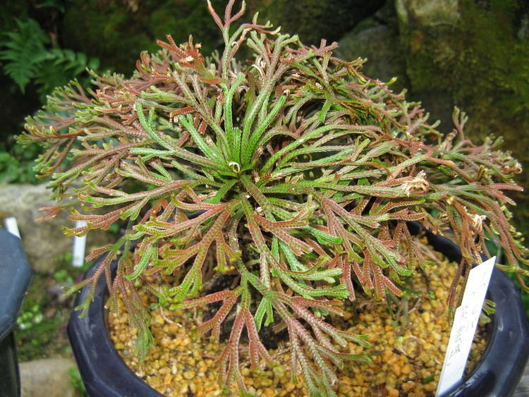 Selaginella tamariscina FileSelaginella tamariscina cv2jpg Wikimedia Commons