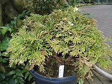 Selaginella tamariscina httpsuploadwikimediaorgwikipediacommonsthu
