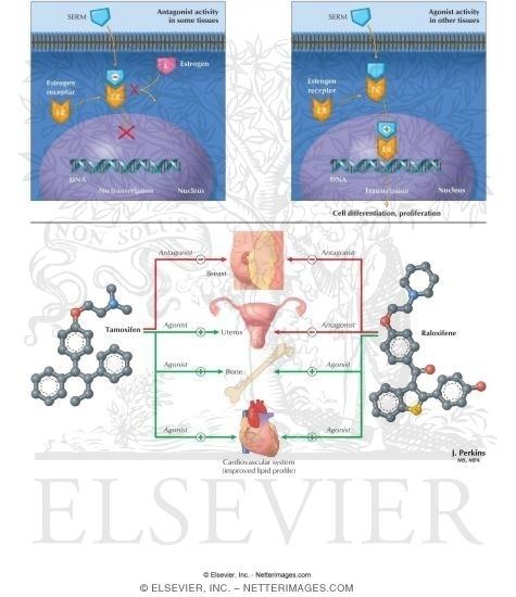Selective estrogen receptor modulator Estrogen Receptor Modulators