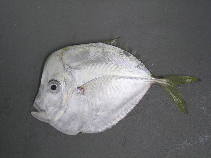Selene setapinnis Moonfish Selene setapinnis