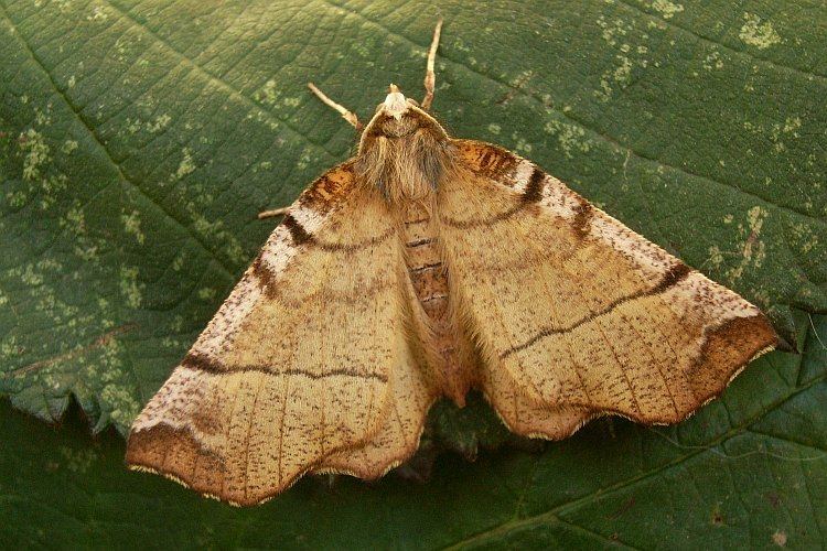 Selenia dentaria Selenia Lepidoptera of Belarus