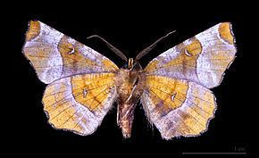 Selenia (moth) httpsuploadwikimediaorgwikipediacommonsthu