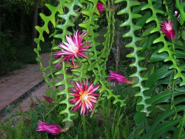 Selenicereus anthonyanus 1000 images about Selenicereus on Pinterest Flower Cactus and Search