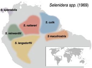 Selenidera Selenidera Wikipedia