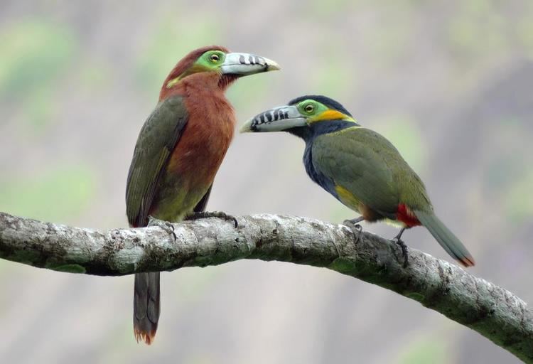 Selenidera Spotbilled Toucanet Selenidera maculirostris videos photos and