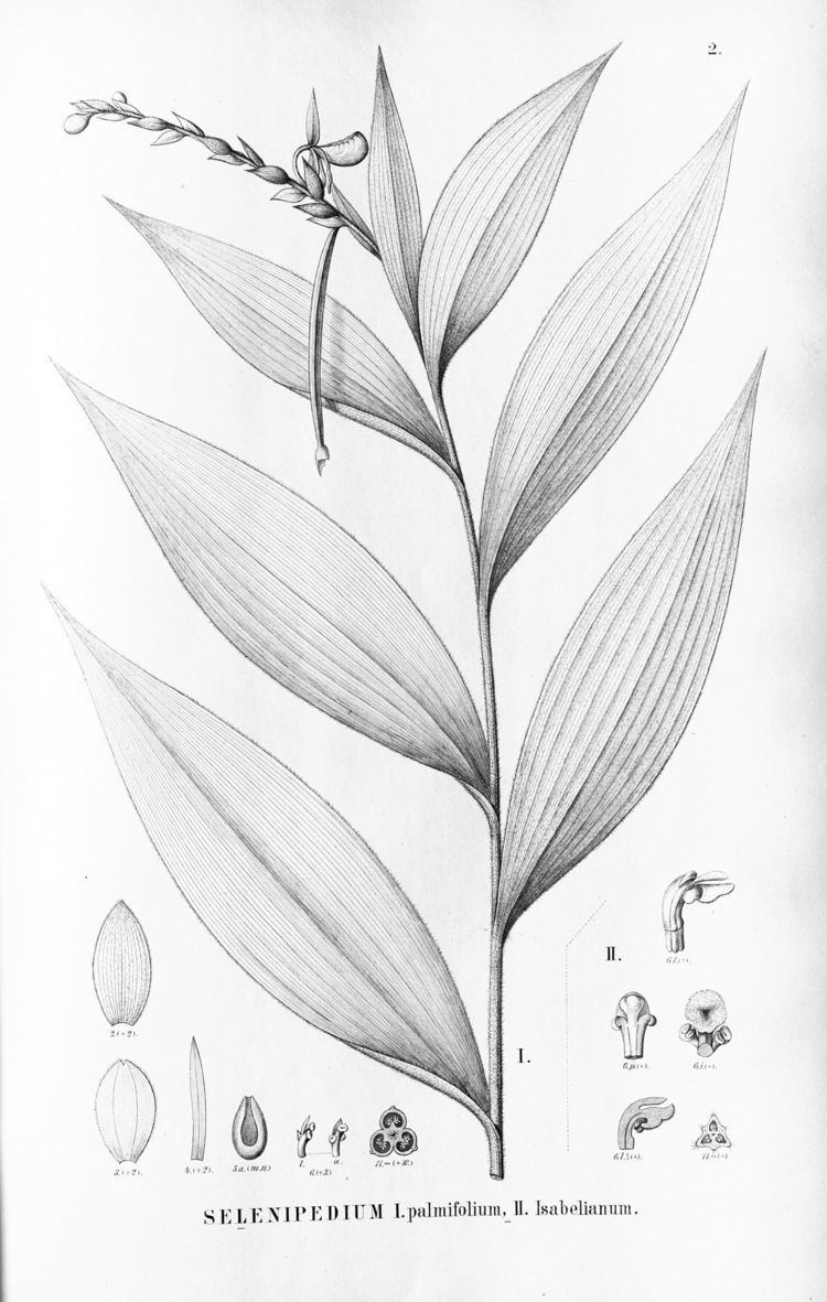 Selenipedium Selenipedium Wikipedia