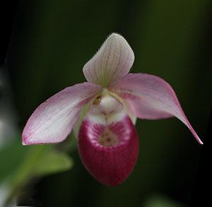 Selenipedium Selenipedium Orchids Nurseries Online
