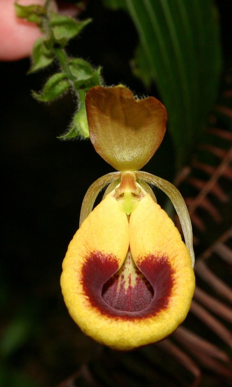 Selenipedium wwworchidspeciescomorphotdirselipalmifoliumjpg