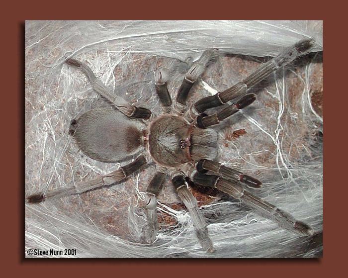 Selenocosmia crassipes Steve Nunn39s Australian Tarantulas Australian Tarantula