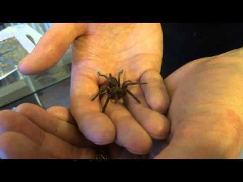 Selenocosmia crassipes Queensland whistling spider selenocosmia crassipes YouTube