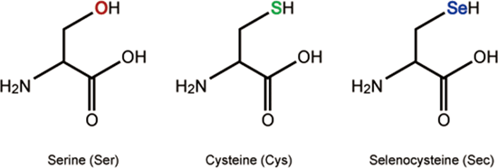 Selenocysteine Alchetron The Free Social Encyclopedia