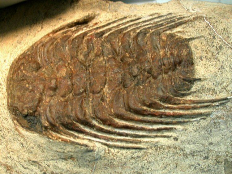 Selenopeltis Selenopeltis buchii Trilobites