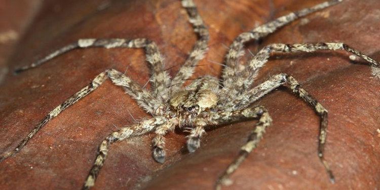 Selenops BASEjumping Spiders Belonging To Selenops Genus Discovered In
