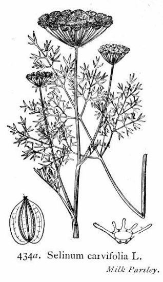 Selinum carvifolia Scientific name Selinum carvifolia ONLINE BOTANY