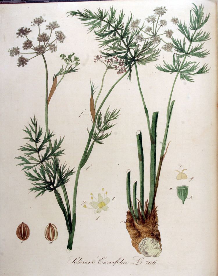 Selinum carvifolia FileSelinum carvifolia Flora Batava Volume v9jpg Wikimedia