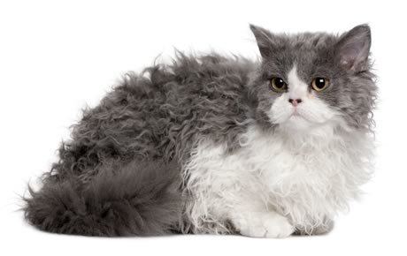 Selkirk Rex Selkirk Rex Cat Breed Information Pictures Characteristics amp Facts