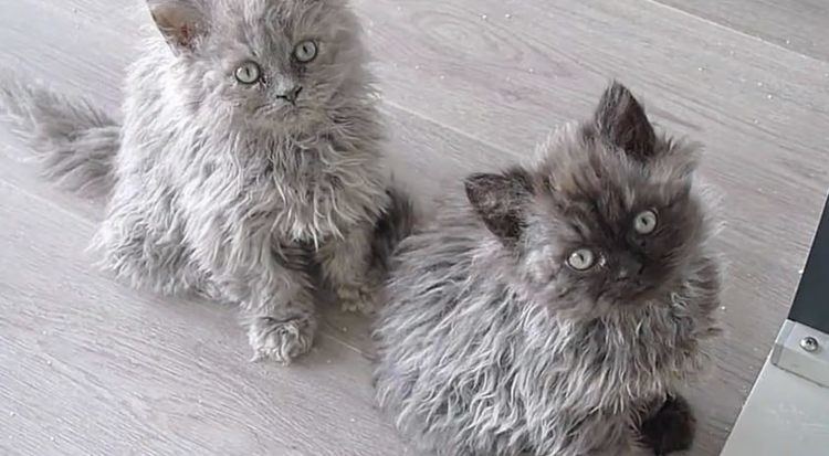 Selkirk Rex 5 Things You Didn39t Know About The Selkirk Rex iHeartCatscom