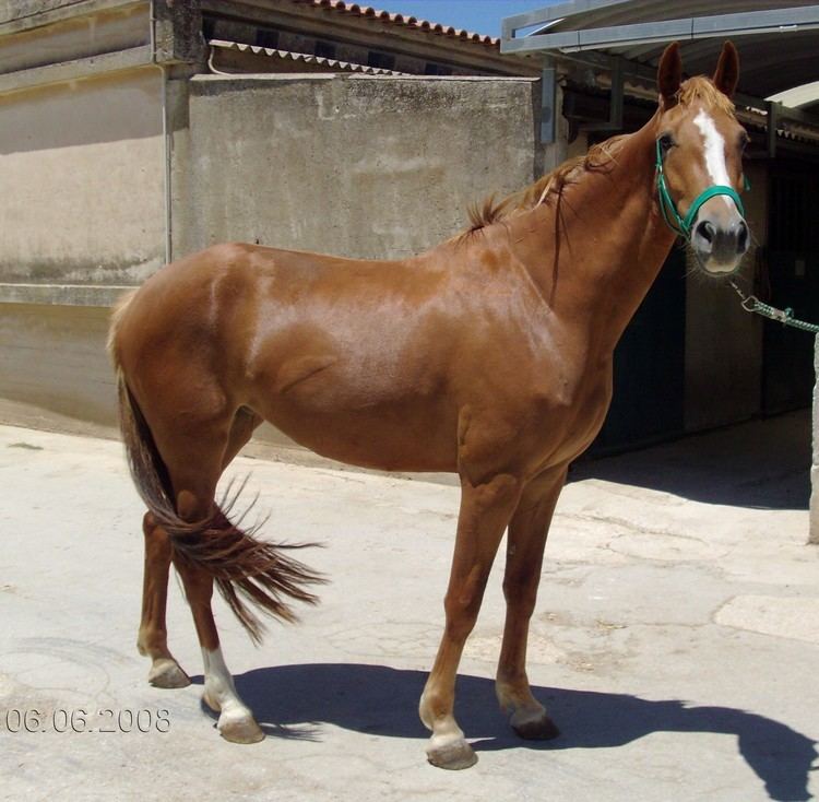 Sella Italiano Foals puledri giovani cavalli