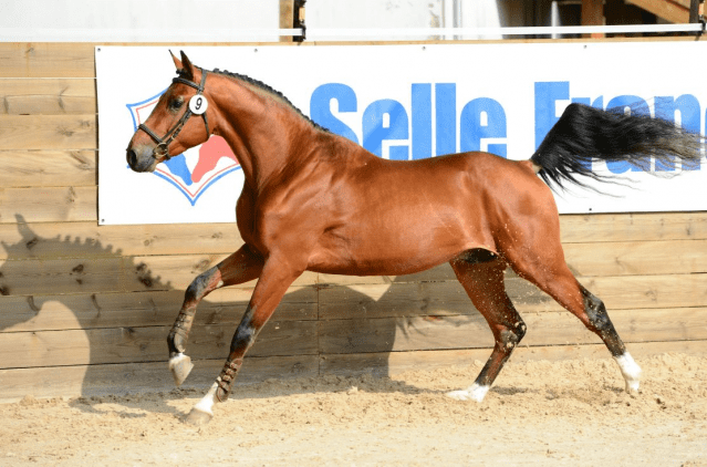 Selle Français PetTalk Magazine Animal Breeds Horses Le Cheval De Selle Franais