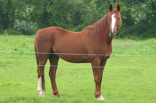 Selle Français Selle Franais Horse