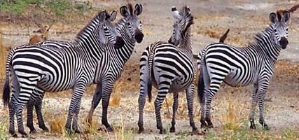 Selous' zebra Zebra