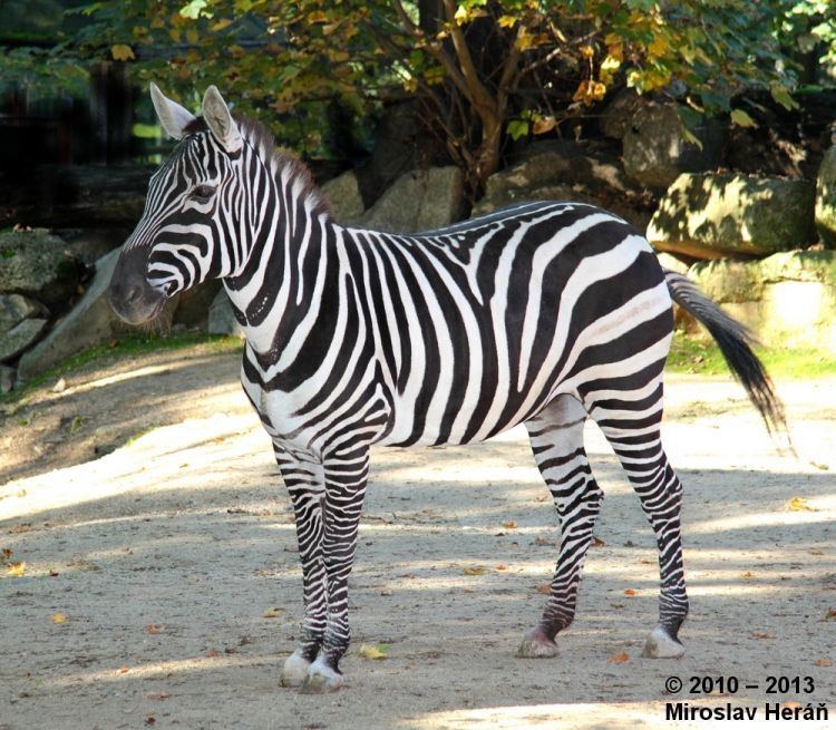 Selous' zebra Image Equus quagga borensis Selous39 Zebra BioLibcz
