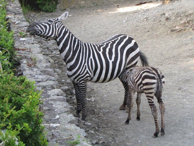 Selous' zebra selous DeviantArt