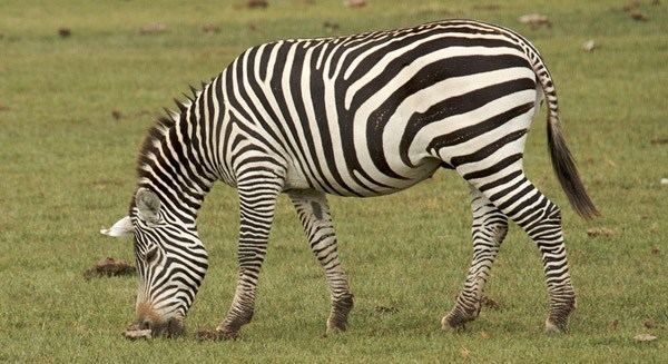 Selous' zebra httpsi0wpcomatozanimalsnetwpcontentuploa
