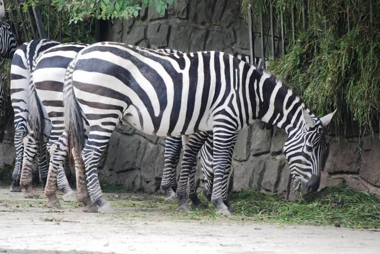 Selous' zebra Maneless Selous39 Zebra at Dvur Kralove 270812 ZooChat