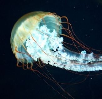 Semaeostomeae Cyanea capillata Classification