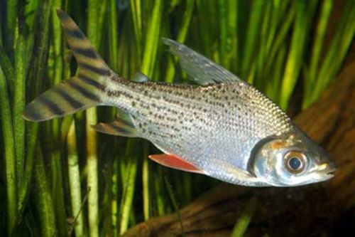Semaprochilodus Fish Identification