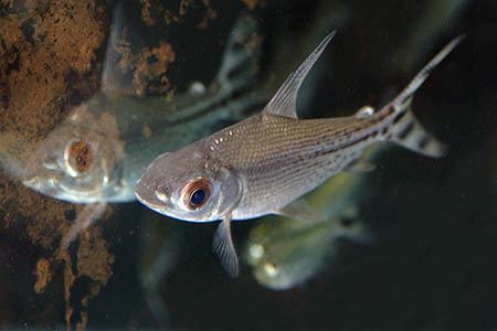 Semaprochilodus Semaprochilodus insignis Flagtail Prochilodus Seriously Fish