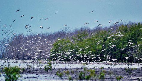 Sembilang National Park Sembilang National Park A place for birds to migrate National