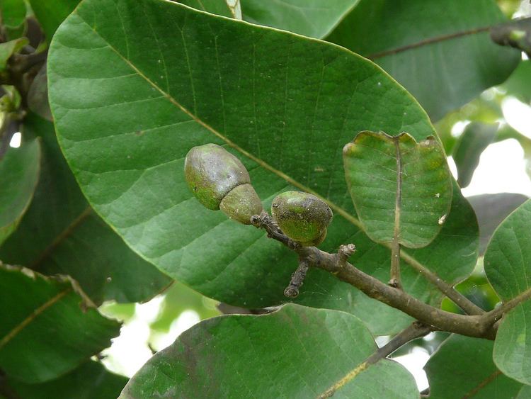 Semecarpus anacardium Semecarpus anacardium commonly known as dhobi nut tree I Flickr
