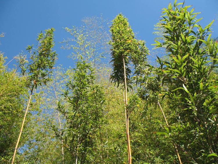Semiarundinaria Online Plant Guide Semiarundinaria fastuosa Temple Bamboo