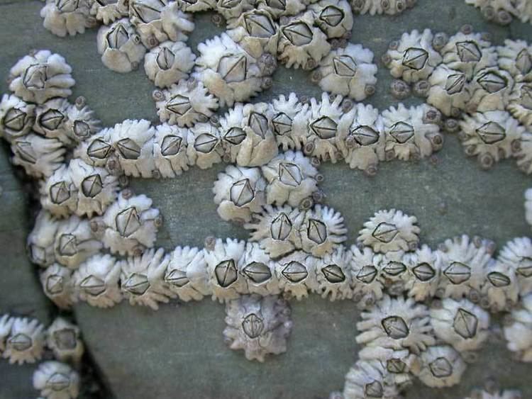 Semibalanus balanoides MarLIN The Marine Life Information Network An acorn barnacle