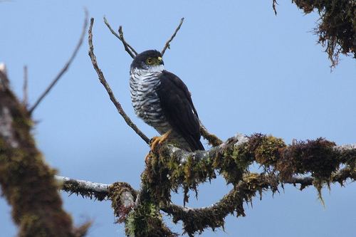 Semicollared hawk Semicollared Hawk Accipiter collaris Planet of Birds