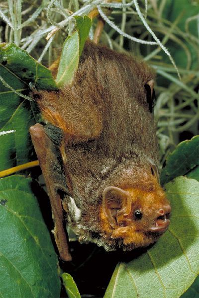 Seminole bat North American Mammals Lasiurus seminolus Image Information