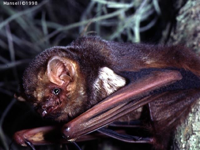 Seminole bat GAWW Species Description