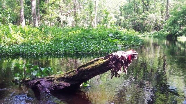 Seminole State Forest Blackwater Creek Padding at Seminole State Forest FL Maps photos