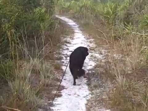 Seminole State Forest the wonders of camping in the Seminole State forest YouTube