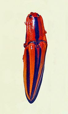 Semiotus distinctus httpsuploadwikimediaorgwikipediacommonsthu