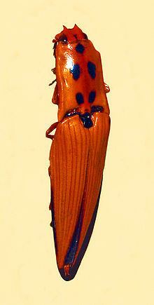 Semiotus insignis httpsuploadwikimediaorgwikipediacommonsthu
