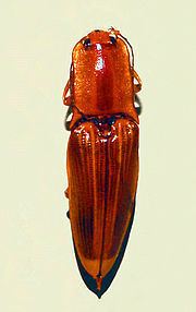 Semiotus ligneus httpsuploadwikimediaorgwikipediacommonsthu